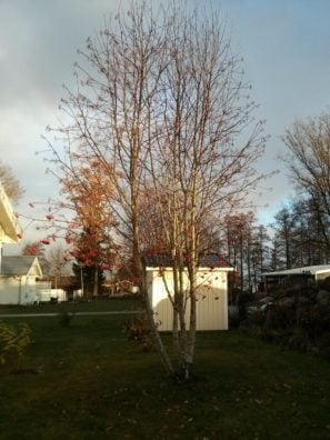 lg-google-nexus-4-kamerabild-07