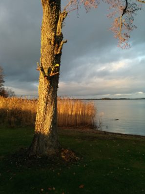 lg-google-nexus-5-kamerabild-11