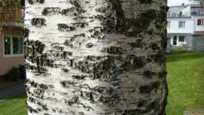 sony-xperia-z1-camera-sample-0014