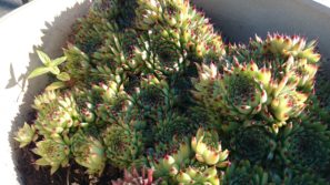 sony-z2-camera-sample-6