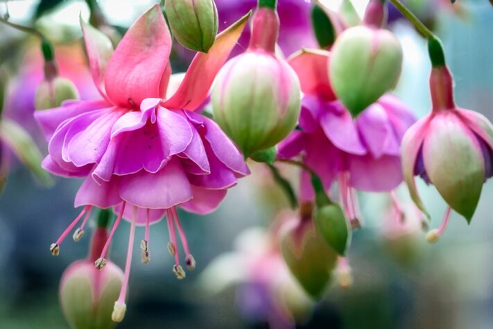Fuchsia-uppdateringen för Nest Hub nu allmänt tillgänglig